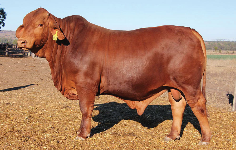Jarrah Red S160 (S) - Pictured: SIRE Jarrah Red 9036
