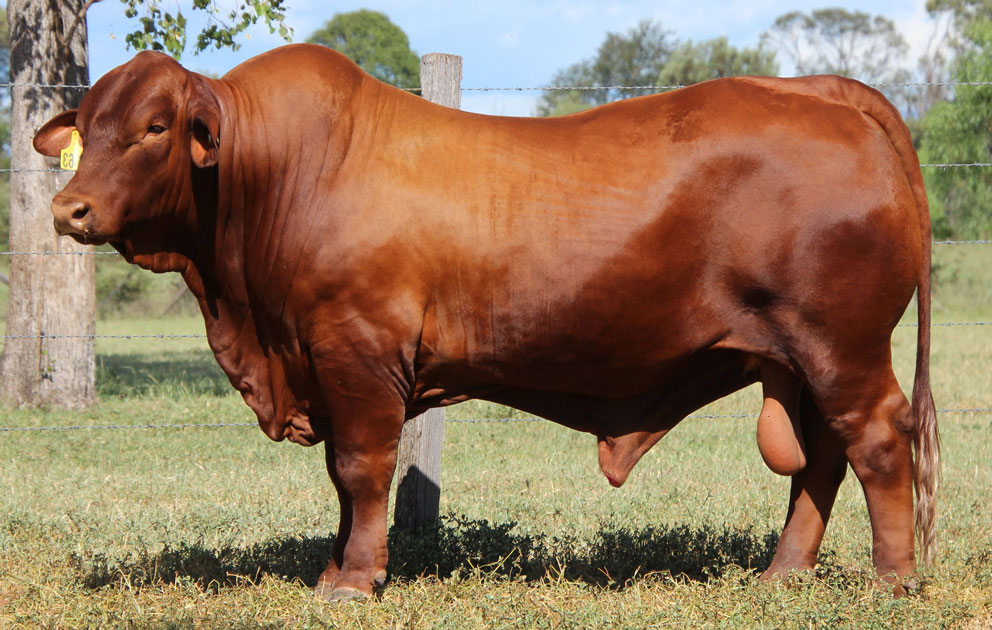 Jarrah Red U363 (P)