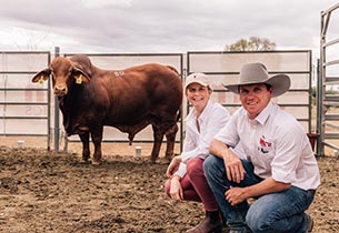 Charters Towers organic operation pays top price at Jarrah Genetics sale