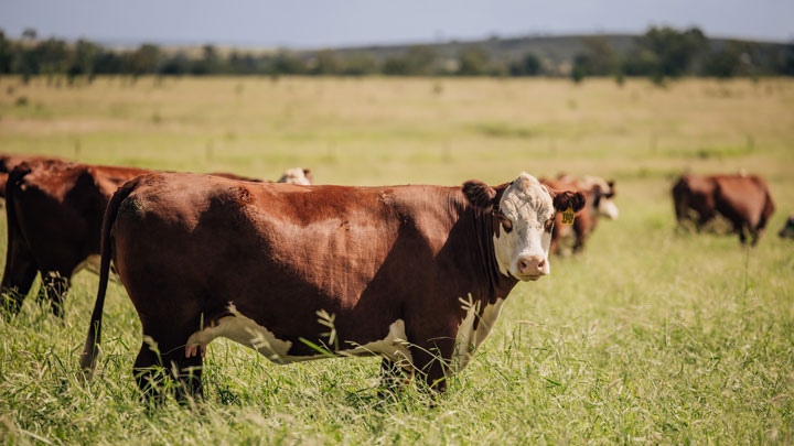 Jarrah Genetics Featured Herefords