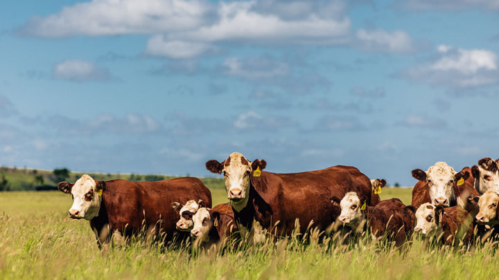 Jarrah Genetics Featured Herefords