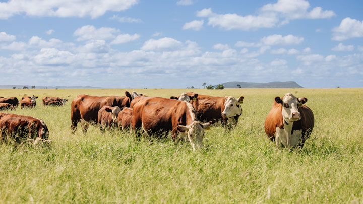 Jarrah Genetics Featured Herefords