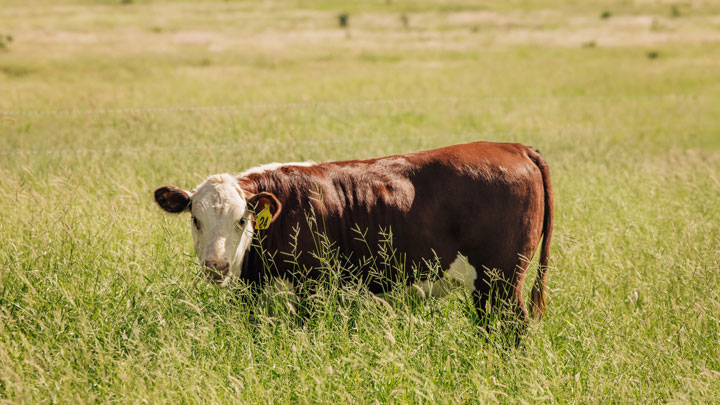 Jarrah Genetics Featured Herefords